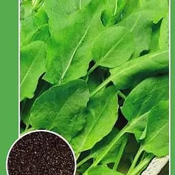 Насіння Весна Щавель Широколистий 0.5 г (10179)