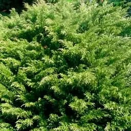 Ялівець козацький "Mas" (вазон Р9 висота 10-20 см) (187828) 1 саджанець