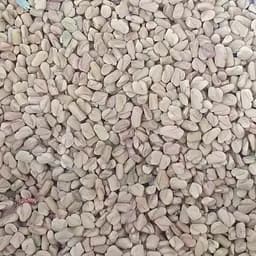 100 г пажитник сенной семена/плоды сушеные - свежий урожай