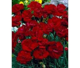 Саджанець Agro-Market Гвоздика Махрова Sunflor Red Bull (контейнер № 10 висота 10 см) (51629) 1 шт. в упаковці