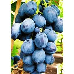 Саджанець Agro-Market Виноград Голубок (винний сорт) 1 шт. в упаковці (44323)