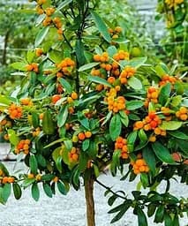 Саджанець Agro-Market Кумкват Fortunella на штамбі з плодом 3-х річний 25-35 см 1 шт. в упаковці (62415)