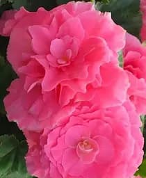 Клубень Agro-Market Бегония Махровая Non Stop Rose 1 шт. в упаковке (71622)