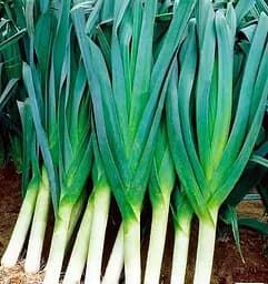 Насіння Весна на вагу Цибуля-порей Голет ціна за 2 г (177359)