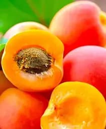 Саджанець Agro-Market Персик-абрикос гібрид Ромео 1 шт. в упаковці (48621)