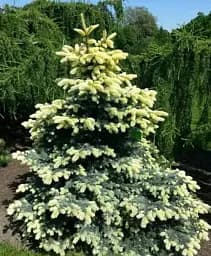 Саджанець Agro-Market Ялина колюча Bialobok С7.5 висота 30-40 см 1 шт. в упаковці (183035)