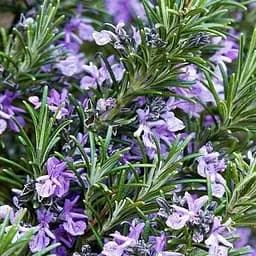 Розмарин морозостойкий "Athens Blue Spire" (187066) 1 саженец в упаковке