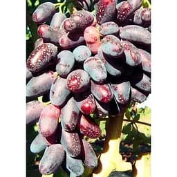 Саджанець Agro-Market Виноград Джованні (дуже раннього терміну дозрівання, не пошкоджується осами) 1 шт. в упаковці (20235) - мініатюра 2
