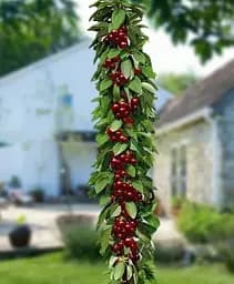 Саджанець Agro-Market Черешня Колоновидна Яхім (Jachim) 1 шт. в упаковці (101950)