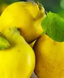 Саджанець Agro-Market Айва яблукоподібна Лісковак (Leskovac) (осінній сорт, середній термін дозрівання) 1 шт. в упаковці (101894)