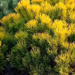 Сосна щеплена Agro-Market 2-х річна гірська Golden Glow С2 висота 20-25 см 187454 1 саджанець в упаковці