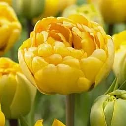 Тюльпан "Yellow Pomponette" (186367) 2 шт