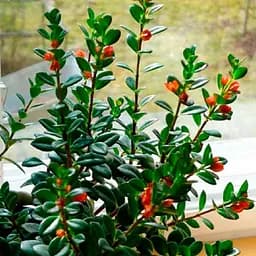 Саджанець Agro-Market Нематантус Золота Рибка 1 шт. в упаковці (115679)