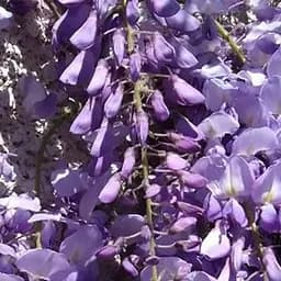 Саджанець Agro-Market Гліцинія 2-річна китайська Ludwik Lawin висота саджанця 25-60 см, вазон С2 (153072)