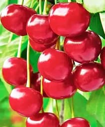 Саджанець Agro-Market Черешня Біг стар (літній сорт, середньо-пізній термін дозрівання) 1 шт. в упаковці (35977)