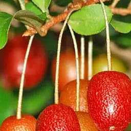 Саджанець Agro-Market Гумі Таїса 2-х річний, висота 35-45см 1 шт. в пакуванні (94621)