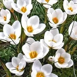 Крокус ботанический "Ard Schenk" 5 шт (17222)