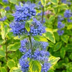 Саджанець Agro-Market Каріоптеріс Summer Sorbet (156562)