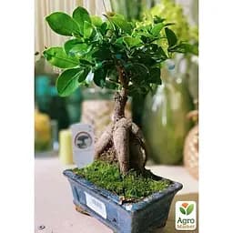 Бонсай Agro-Market Ginseng (63546) 1 саженец в упаковке комнатный