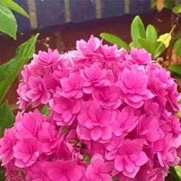 Саджанець Agro-Market Гортензія крупнолиста рожева Forever and ever Pink (64424)