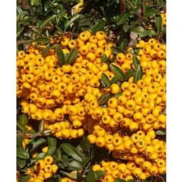 Піраканта "Soleil d'Or" 3-річна (висота 80-100см) (184991) 1 саженец