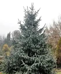 Саджанець Agro-Market Ялина мексиканська енгельмана Pervana С7.5 висота 45-55 см 1 шт. в упаковці (183037)