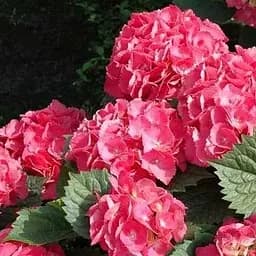 Саженец Agro-Market Гортензия крупнолистная 2-х летняя Leuchtfeuer высота саженца 20-40см (103613)