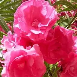 Саджанець Agro-Market Олеандр махровий Crimson Star (вічнозелений, запашний кущ) (75853)