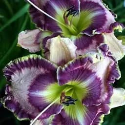 Лілійник "Count Your Assets" (156437) 1 шт