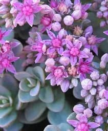 Саджанець Agro-Market Очиток синій Rasenteppich (Sedum cyaneum) 1 шт. в упаковці (86200)