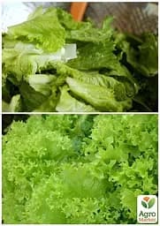 Насіння Agro-Market Салат Австралійський на вагу ціна за 5 г (22072) - мініатюра 3