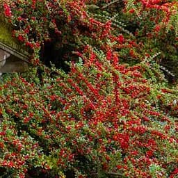 Кизильник гибридный "Coral Beauty" (183716) 1 саженец в упаковке