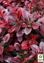 Саджанець Agro-Market Барбарис Тунберга 3-х річний Atropurpurea Nana С3, висота саджанця від 25см (175131) - мініатюра 2