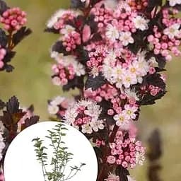 Пузырчатка калинолистная Little Devil С2, высота 20-40 см (185592) 1 саженец в упаковке