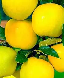 Саджанець Agro-Market Яблуня Голден Делішес (зимовий сорт) (17581) 1 шт. в упаковці