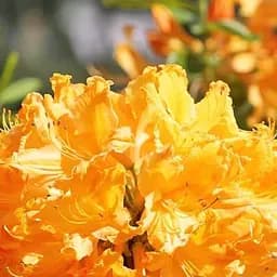 Саджанець Agro-Market Азалія (рододендрон гібридний) Golden Lights (177742)