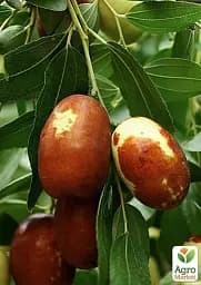 Саджанець Agro-Market Зизифус Китайський 2а (середній термін дозрівання, високоврожайний сорт) 1 шт. в упаковці (21390) - мініатюра 3