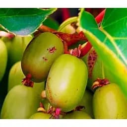 Саджанець Agro-Market Актинідія Ісайї самозапильний! (Міні-ківі, самоплідний сорт, пізній термін дозрівання) 1 саджанець (101836)