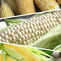 Кукурудза цукрова "Суміш кращих популярних сортів" ТМ "Весна"  40г (45521)