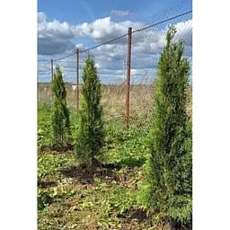 Саджанець Agro-Market Туя західна Смарагд (Smaragd) горщик P9 (38188) - мініатюра 5