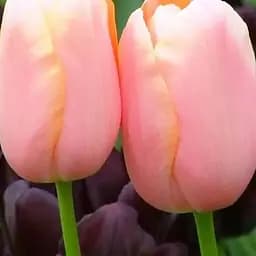 Тюльпан "Menton" (186270) 2 шт