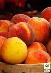 Саджанець Agro-Market Персик колоновидний жовтий з темно-червоним рум'янцем Успішний Джош (Successful Josh) (преміальний високоврожайний середньостиглий сорт) 1 шт. в упаковці (45789) - мініатюра 6