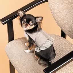 Шлея Pet Fashion для дівчинки Nika XS2 - мініатюра 5