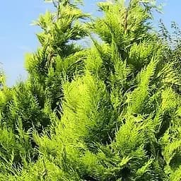 Саджанець Agro-Market Кипарисовик Лавсона Ivone (контейнер Р9, висота 8-10см) (39000)