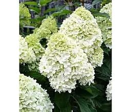 Саджанець Agro-Market Гортензія волотиста великоквіткова Hercules (183472) 1 шт. в упаковці