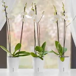Вазон Santino Orchidea Twin 3.3 л пісочний (2023308) - мініатюра 5