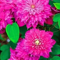 Клематис Agro-Market Blushing Lady 1 саженец в упаковке (38147)