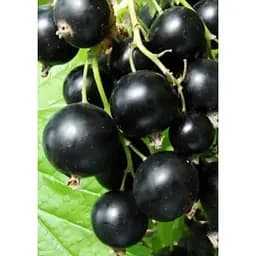 Саджанець Agro-Market Смородина чорна Вернісаж (середнього терміну дозрівання, високоврожайний сорт) 1 шт. в упаковці (17532) - мініатюра 2