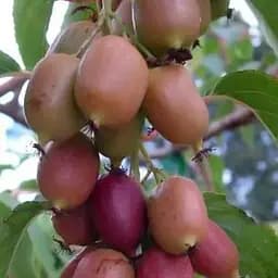 Саджанець Agro-Market Актинідія Пурпурова (міні-ківі, морозостійкий сорт, пізній термін дозрівання) 1 саджанець (20747)