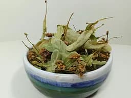 Сушена липа 25г